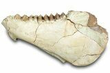 Fossil Oreodont (Merycoidodon) Partial Mandible - South Dakota #316626-1